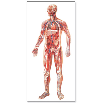 American 3B # V2004M