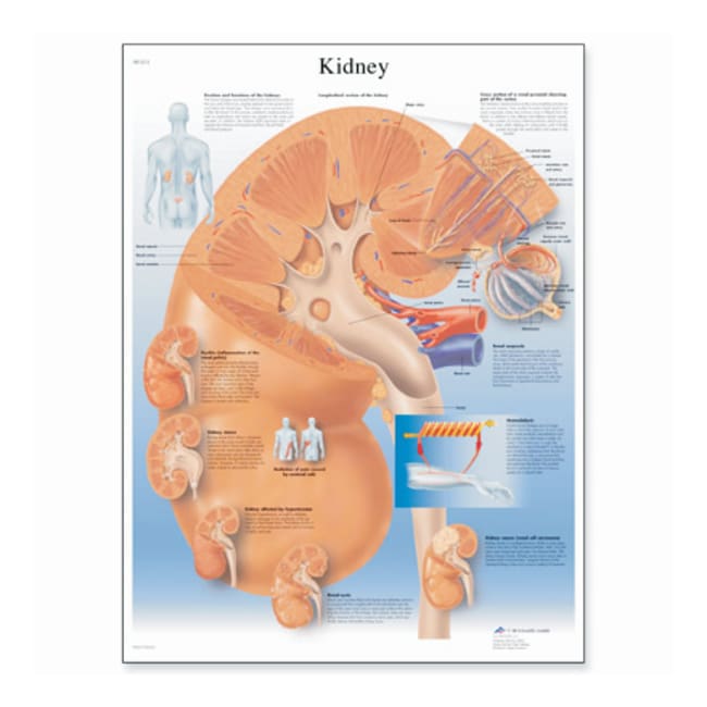 American 3B # V2013M
