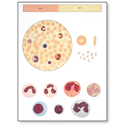 American 3B # V2031U