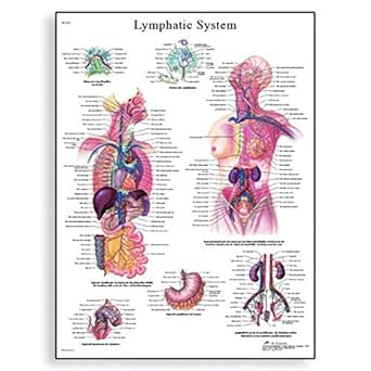 American 3B # VR1392L