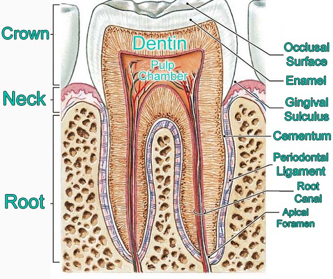 American Dental Assoc # DAW0205