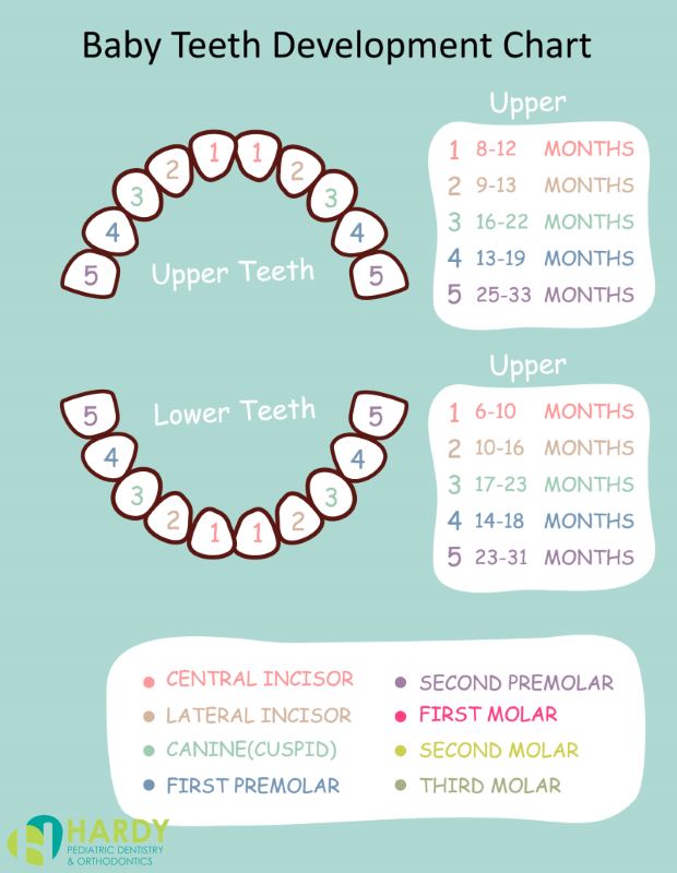 American Dental Assoc # W236