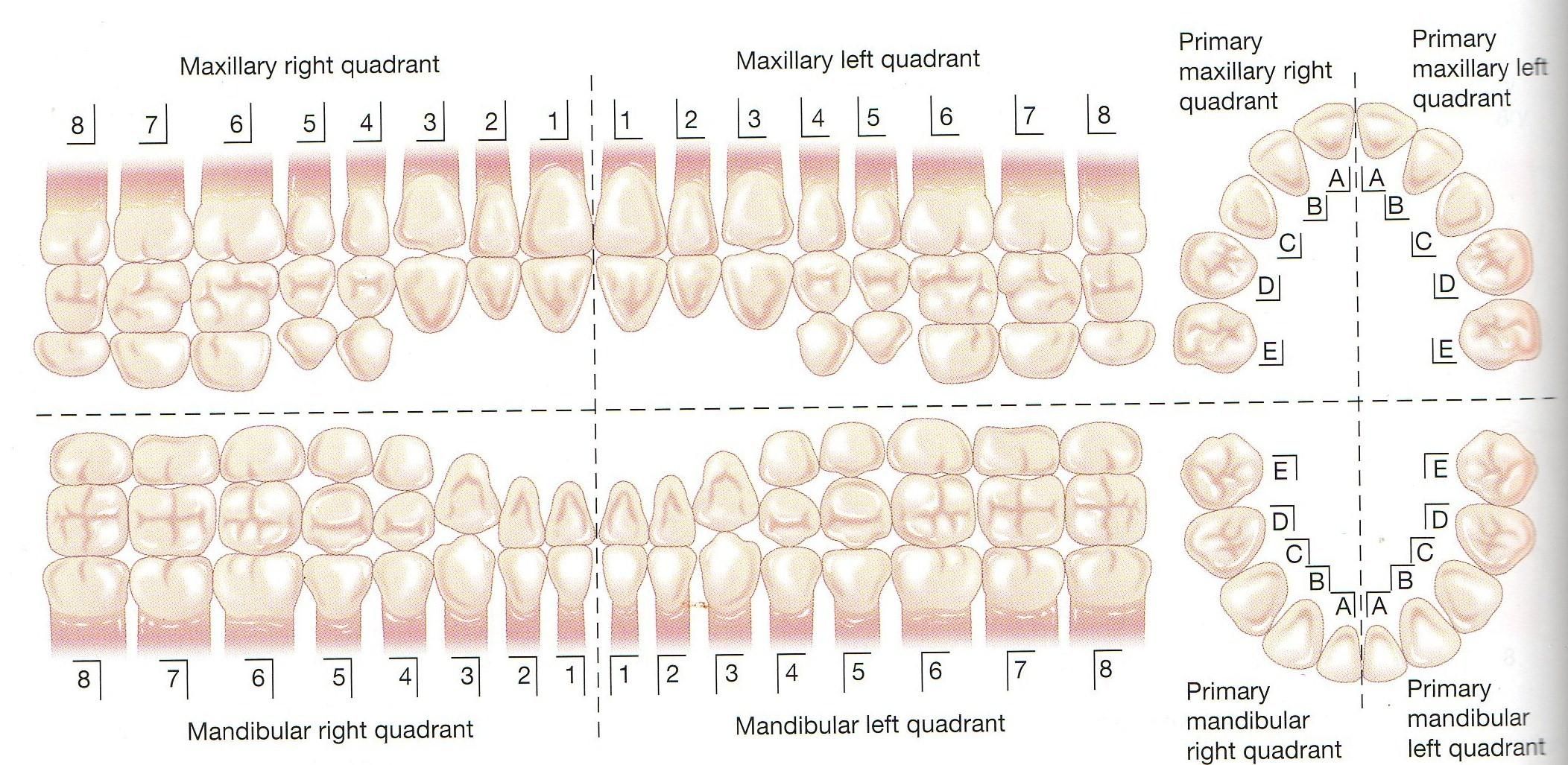 American Dental Supply # PM101-8