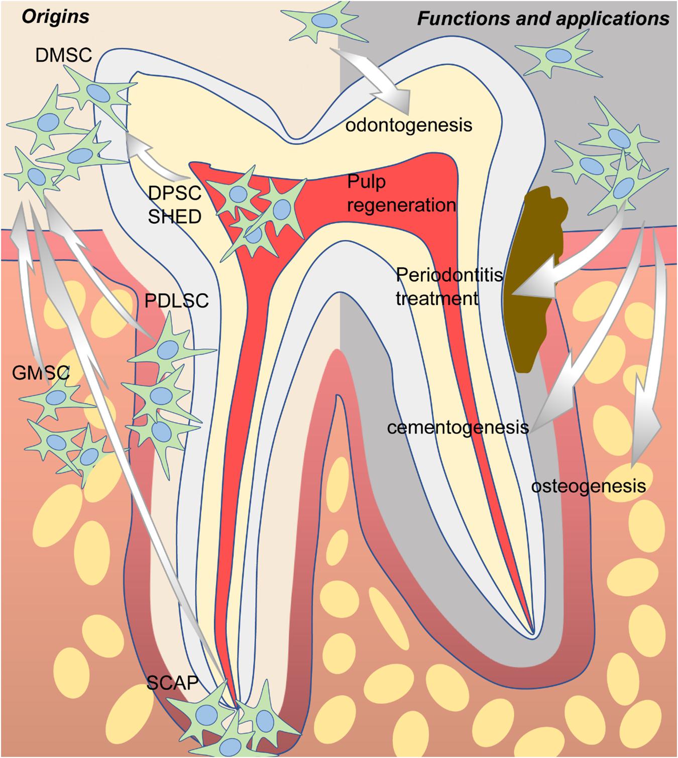 Dental Arte # MSC