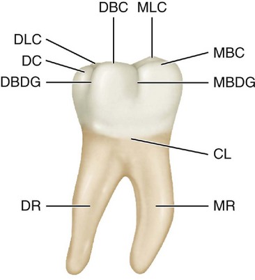 Dental Education Lab # 19-002