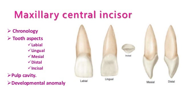 Dental Education Lab # 9-001