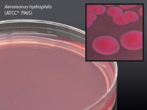 Hardy Diagnostics # G20