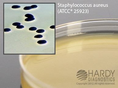 Hardy Diagnostics # G96